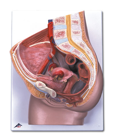 HUMAN FEMALE PELVIS, 2 PART